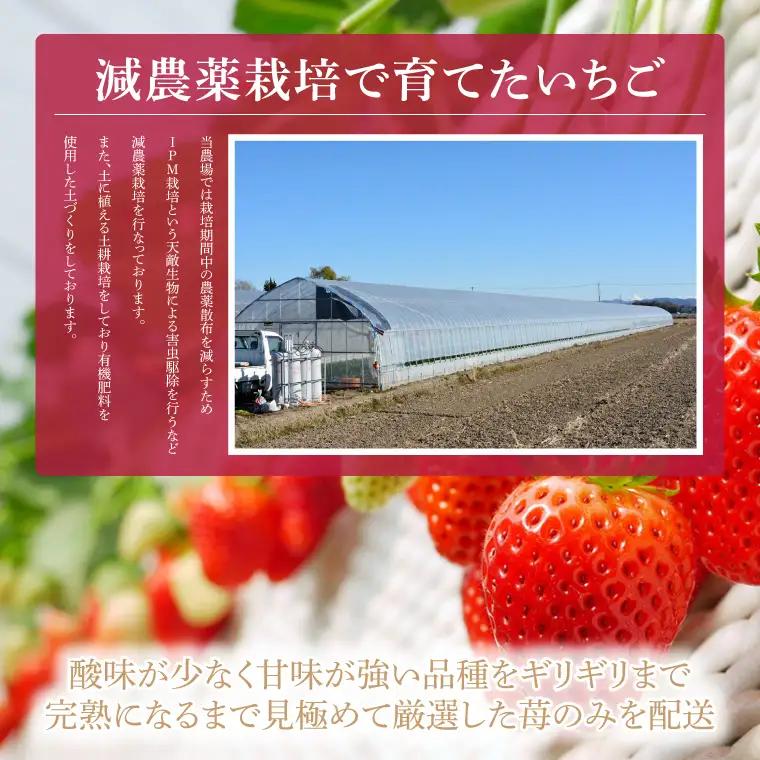 数量限定 とちあいか 600g【栃木県共通返礼品/真岡市産】DM001