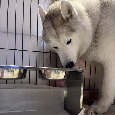 ふるさと納税 日進市 大きなわんちゃんのごはん台(中) |  | 03