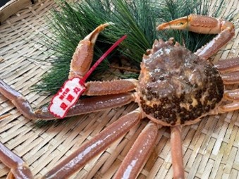 【22014】鳥取県網代産　松葉がに（ブランドタグ付き）500g以上（生）