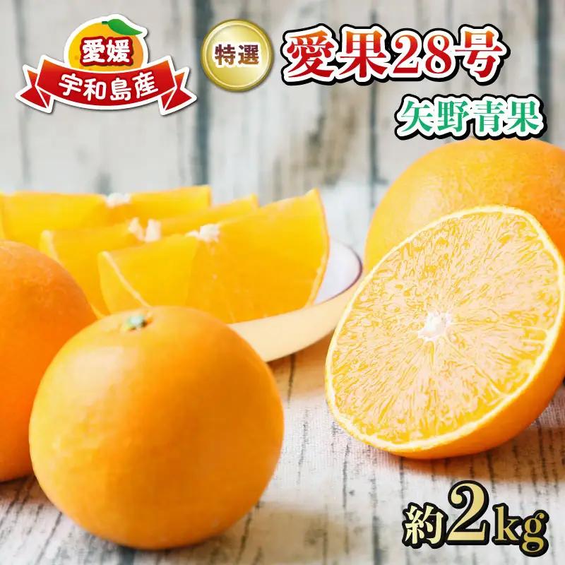 【紅まどんなと同品種】 愛果28号 まどんな 贈答用 矢野青果 【B015-171043】