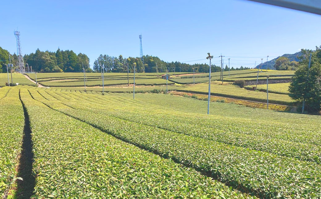熊本水俣にある桜野園のお茶 自然栽培の煎茶「蒼」3個セット