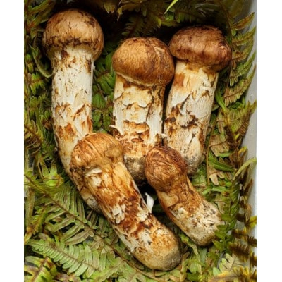 
            岩手県岩泉産松茸　300g前後(250g～350g)(詰め合わせ)【1415864】
          