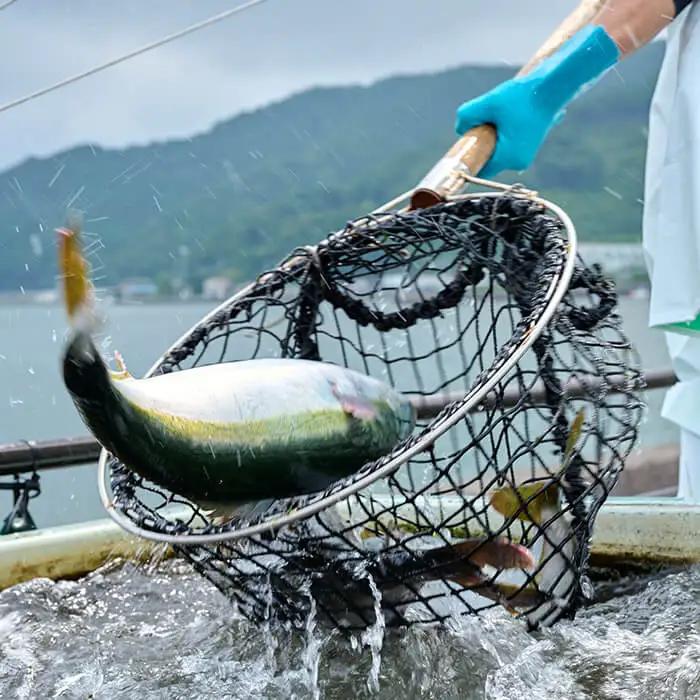 マダイ 刺身用 ブロック (1匹分・4-5人前) マダイ 真鯛 鮮魚 刺身 海鮮 鮮魚 さしみ 刺し身  【opba004】【海べ】