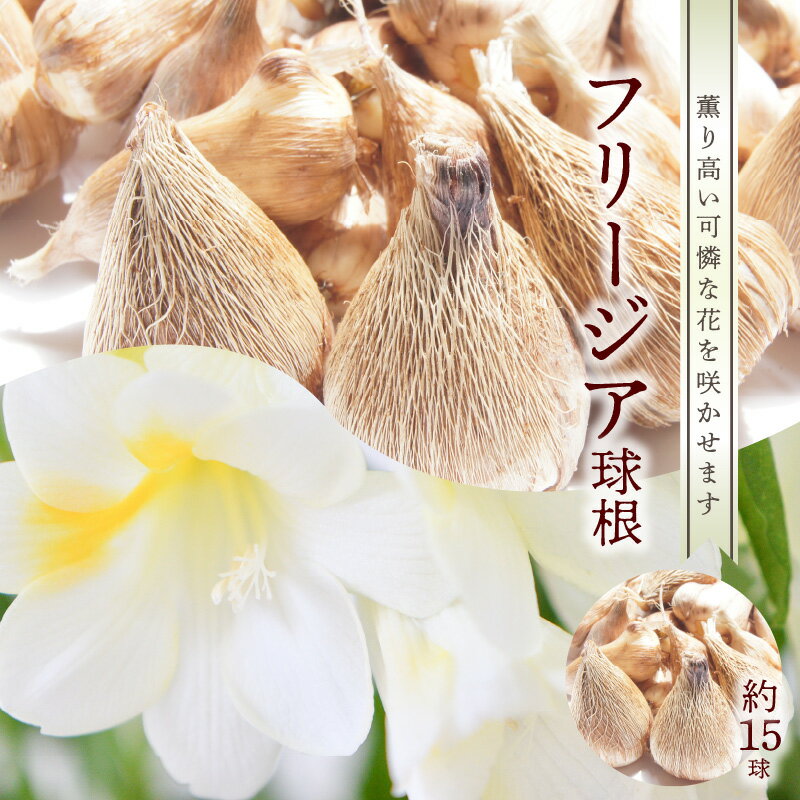 【ふるさと納税】フリージア 球根 約15球入 えらぶ百合 テッポウユリ 薫り高い 可憐な花 開花 春 咲く 植え付け時期 10月頃 花 フラワー ガーデニング 栽培 鹿児島県 和泊町 お取り寄せ 送料無料