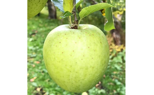 青森県産 王林 畑