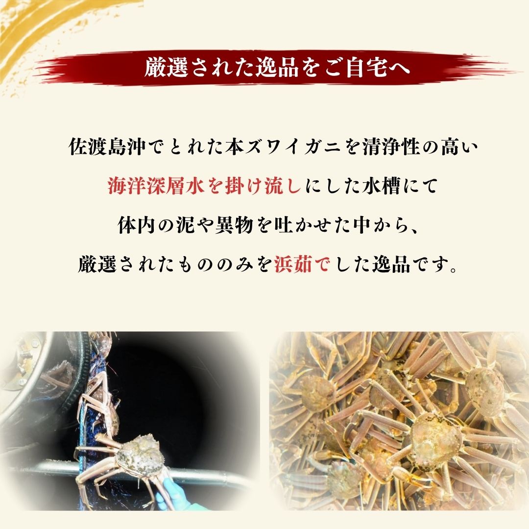 【先行予約】佐渡産 本ずわいがに 750g前後 1杯195961-0012