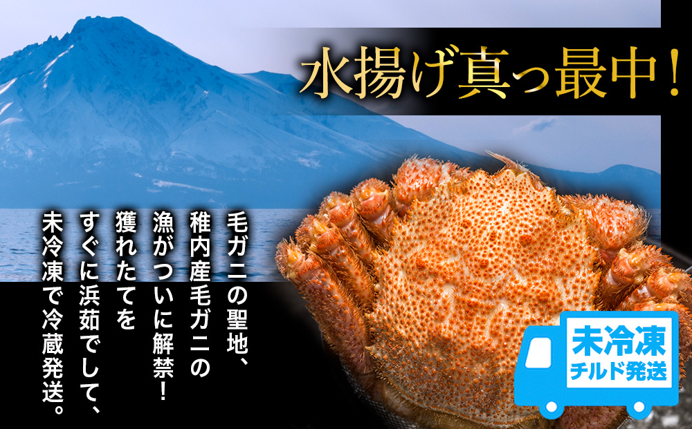 【未冷凍、冷蔵発送! 2026年新物】極・稚内産毛ガニ800g～900g 浜茹でチルド