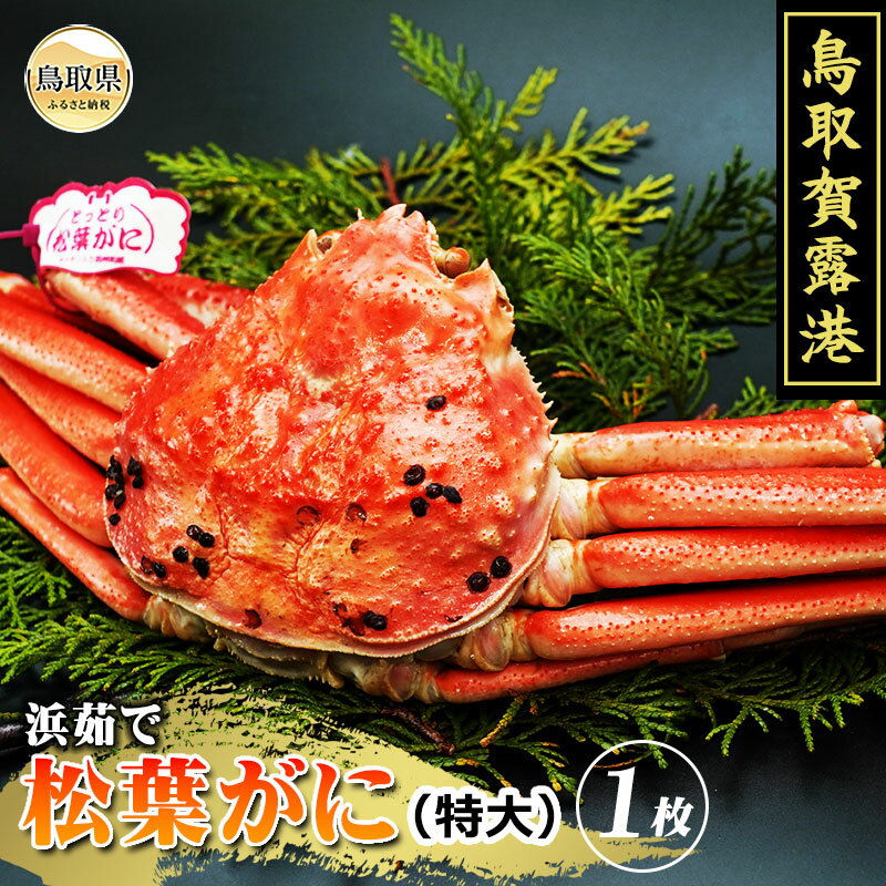 【ふるさと納税】F25-028 （※お歳暮専用※）鳥取賀露港　プレミアム浜茹で松葉がに【期間限定】鳥取県 おすすめ 賀露港 ボイル 浜茹で かに がに ガニ 蟹 松葉ガニ ズワイガニ