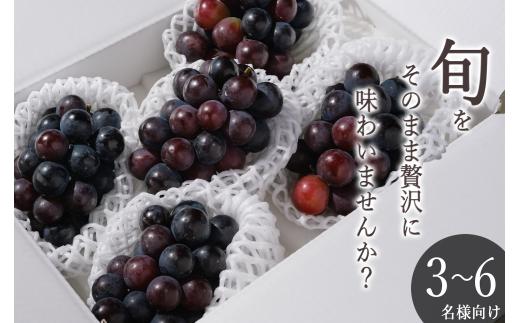 甲州市産 種無しピオーネ 4～5房入（約1.8kg）自然農法【2026年発送】（BNC）B18-424【ピオーネ ぶどう 葡萄 ブドウ 種なし 令和8年発送 期間限定 山梨県産 甲州市 フルーツ 果物】