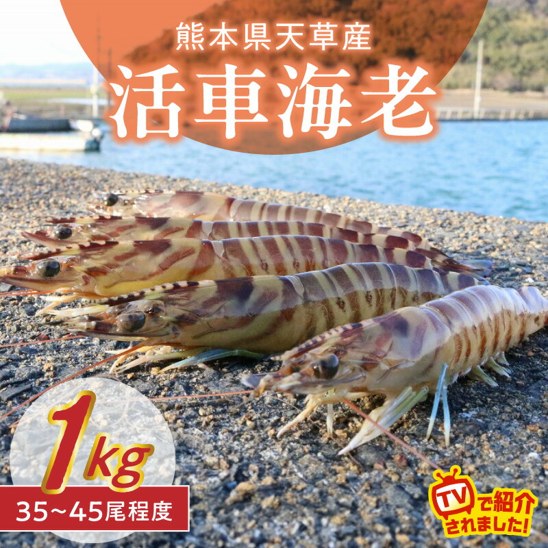 【ふるさと納税】活車海老 1kg 35 ～ 45 尾 えび 車海老 選べる お届け時期 プリッとした食感 旨味 甘味 美しい姿 活きたまま おがくず 養殖 魚介類 海産物 食品 海の幸 塩焼き 天ぷら 九州 熊本県 天草市 お取り寄せ お取り寄せグルメ 沿岸漁類開発株式会社 送料無料
