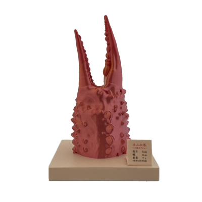 ふるさと納税 紋別市 カニの爪オブジェ(大型)ケース付き |  | 01