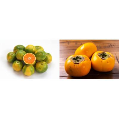 ふるさと納税 八幡浜市 八幡浜産「ひらたねなし柿3kg」「極早生温州みかん3kg」秋の果物よくばりセット【C56-52】
