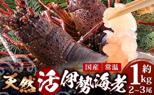 
                  【数量限定・先行予約】鹿児島佐多岬 天然 活 伊勢海老 ＼＼約1kg 2～3尾／／ ≪2025年11月下旬より発送≫AB-501 ｜国産 えび イセエビ 伊勢エビ 常温 産地直送 天然 年末 天然 鹿児島県 南大隅町 本土最南端 佐多岬
                