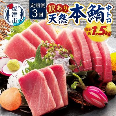 ふるさと納税 焼津市 訳あり　本マグロ 天然 中トロ 500g【定期便3回】(a42-018)