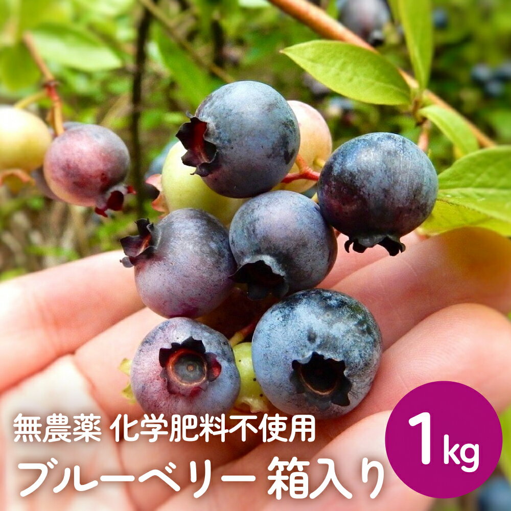 【ふるさと納税】ブルーベリー (1kg) 箱入り 生 無農薬 化学肥料不使用 摘みたて 冷蔵 大粒 濃厚 フルーツ 果物 自然栽培 無農薬 化学肥料不使用