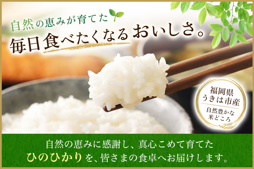 【6回定期便】 ひのひかり 米 お米 玄米 20kg 20キロ 令和8年産 新米 福岡県産 うきは市 国産 精米 ご飯 ごはん おにぎり お弁当 人気 おすすめ 家庭用 ギフト プレゼント お中元 お歳暮 贈答 産地直送 農家直送 お取り寄せ 【JA福岡くるめ にじの耳納の里】