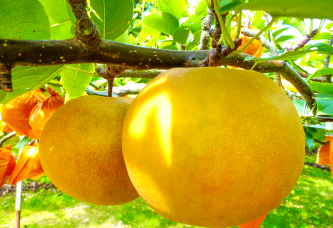 A-681 訳あり梨 5kg（規格外・家庭用）