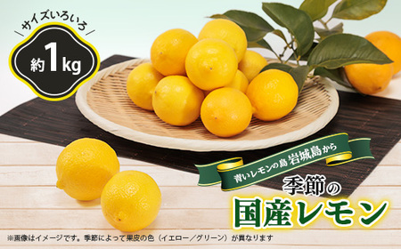 青いレモンの島　レモン約1kg【お試しセット】【1287524】
