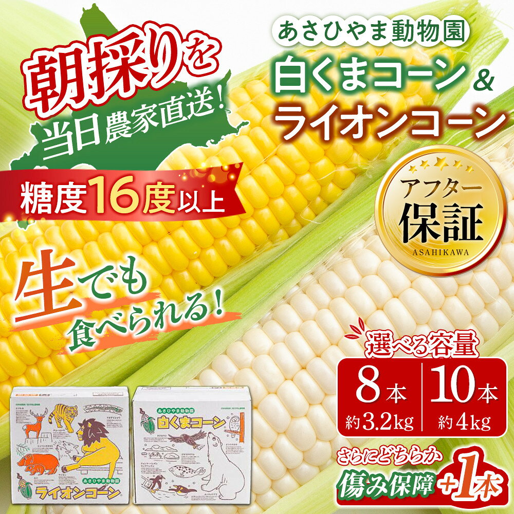 【ふるさと納税】【26年発送先行予約/容量選択可能】朝採りとうもろこしMIX8～10本 あさひやま動物園 白くまコーンとライオンコーンのミックス（2026年8月中旬から発送開始予定） | とうもろこし コーン スイートコーン ゴールドラッシュ 食べ比べ 冷蔵 旭川市