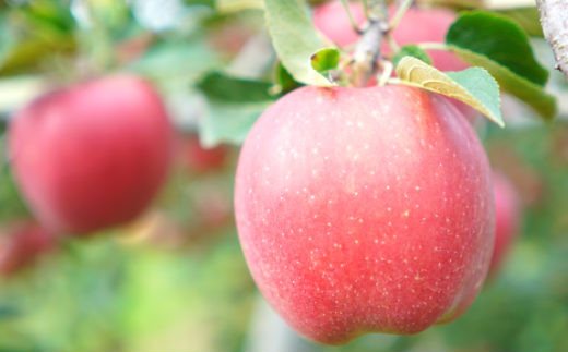 イーハトーヴ 訳アリ りんご 約５ｋｇセット《１２月より発送予定/予約受付》 【280-12】