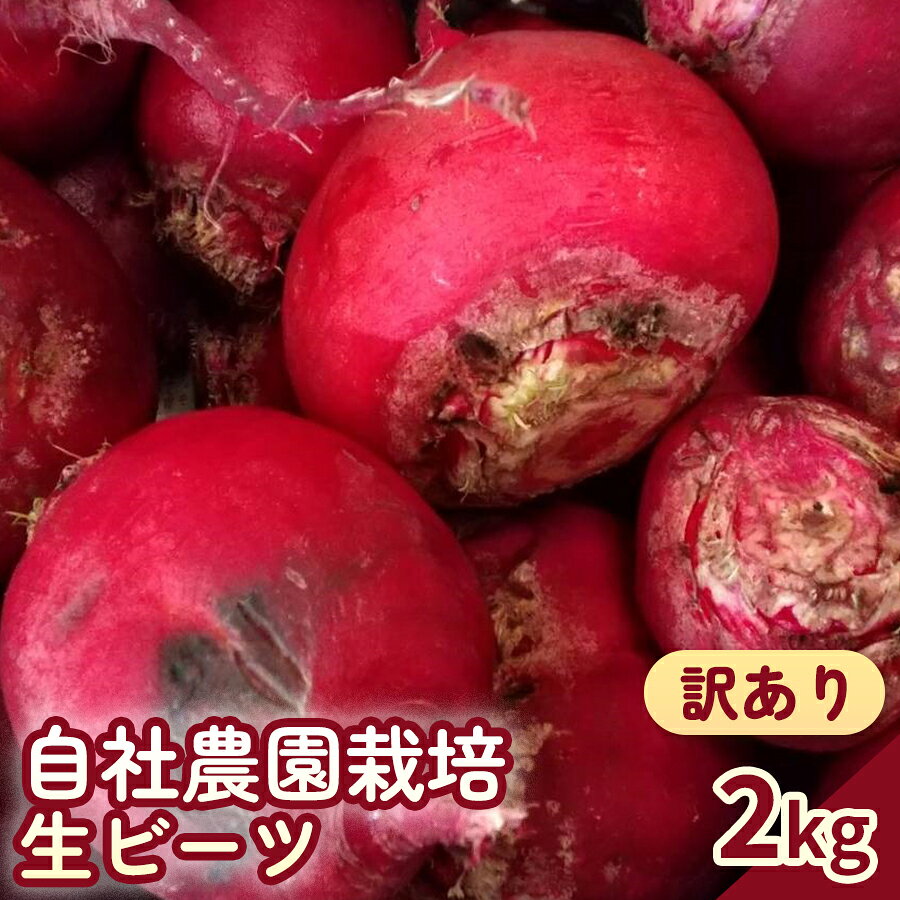【ふるさと納税】【訳あり】自社農園栽培 生ビーツ2kg 生ビーツ ビーツ 野菜 やさい 健康 サラダ 酢の物 スムージー 美容 食物 料理 訳アリ 訳あり 冷蔵 国産 九州 熊本県 あさぎり町 送料無料