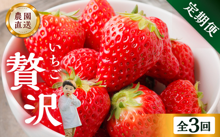 【定期便3回】いちご贅沢 紅ほっぺ 1kg ( 250g × 4p ) しあわせ苺 サイズ バラバラ 訳あり 訳アリ 含む 農園直送 フルーツ 苺 イチゴ 人気 本巣市 果物 先行予約 family農園watanabe [mt211_25]