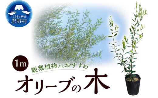植木　オリーブ1m