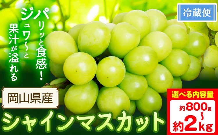 
                  シャインマスカット 選べる 800g以上 1房 約1.5kg(2-3房) 約2kg (3-4房)【配送不可地域あり】 花田青果株式会社《2026年9月上旬-10月末頃出荷》マスカット 送料無料 岡山県 浅口市 シャインマスカット ぶどう フルーツ 果物 贈り物 ギフト
                