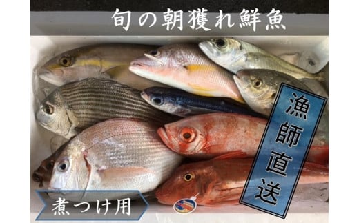 旬の朝獲れ鮮魚（煮つけ用）漁師おすすめセット【以布利定置網　漁師直送】朝獲れ 旬 煮付 煮魚 鮮魚 魚介 海鮮 魚 さかな せんぎょ 鮮魚セット 詰め合わせ おまかせ お任せ【S00820】
