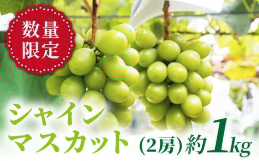 シャインマスカット 【先行予約☆糖度18度以上】西海シャイン物語 約1kg（2房）＜山田果樹園＞[CCX001] 長崎 西海 シャインマスカット マスカット ぶどう 高糖度 ますかっと 果物 フルーツ 贈答