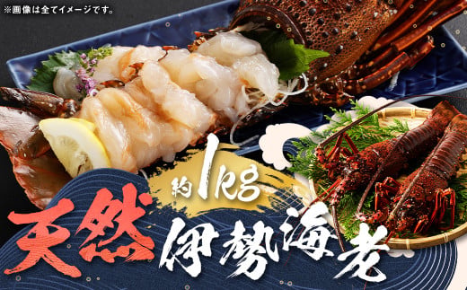 【指定日必須】 長崎の海で獲れた『天然伊勢海老』 約1kg ／ 魚 魚介類 天然 伊勢海老 伊勢エビ イセエビ 海老 お刺身 湯引き 冷蔵 【9月14日～10月15日迄発送予定】