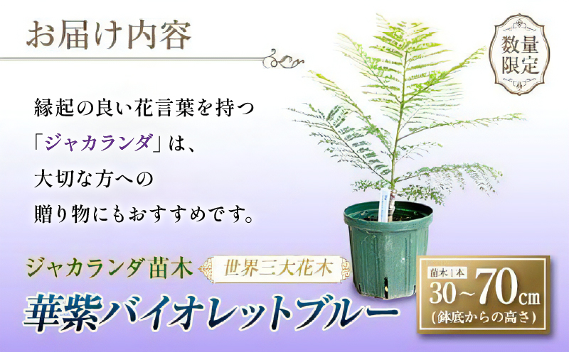 ≪世界三大花木≫ ジャカランダ 苗木 華紫バイオレットブルー 30cm～70cm 期間限定 数量限定 紫雲木 花 植物 鉢植え 観賞用 園芸 国産 紫色 珍しい 希少 神秘的 贈り物 ギフト プレゼン