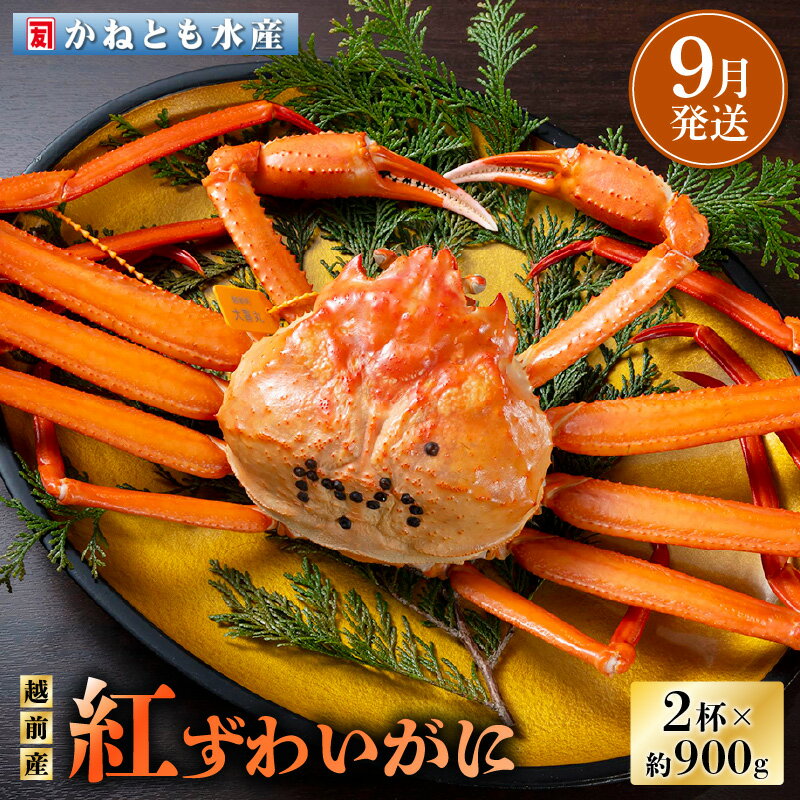 【ふるさと納税】≪浜茹で≫越前産 紅ずわいがに 約900g × 2杯 食べ方しおり付【紅ズワイガニ カニ かに 蟹 姿 ボイル 冷蔵 福井県】【9月発送分】希望日指定不可 [e14-x001_09]
