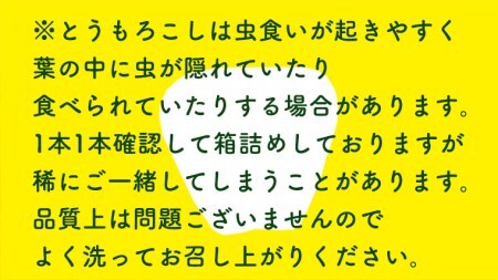 とうもろこし 朝採れ ピュアホワイト 約3.5kg とうもろこし とうもろこし とうもろこし とうもろこし とうもろこし とうもろこし とうもろこし [AX059ya]