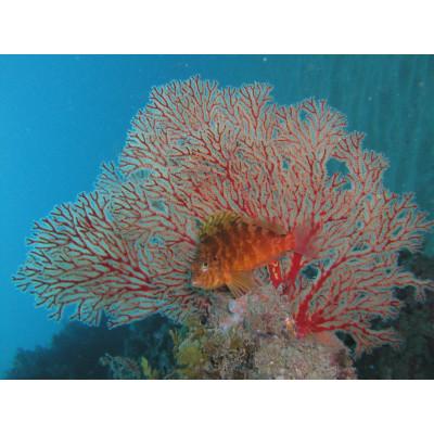 ふるさと納税 和泉市 珊瑚と水晶のブレスレット |  | 02