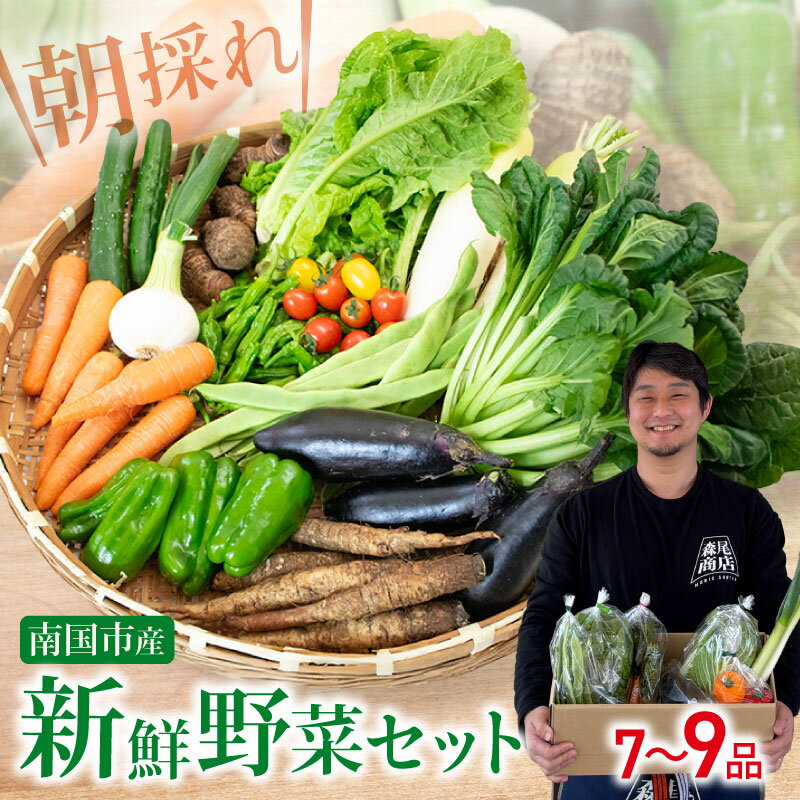 【ふるさと納税】 野菜 セット 7～9品 朝採れ 新鮮 野菜セット 産地直送 人気 旬 季節の野菜 数量限定 おすすめ 森尾商店 高知県 南国市