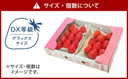 うるう農園 デラックス あまおう 2パック（約570g）【2025年1月下旬～2025年3月下旬順次発送予定】いちご イチゴ 苺 フルーツ 果物 福岡県産