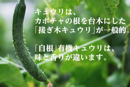 【フードロス対応・規格外】有機キュウリ　訳あり野菜を簡易包装にして増量　接ぎ木ではない昔ながらの自根きゅうり　旬の時期（６月、7月、8月）のみ夏季限定発送 2139 きゅうり　胡瓜