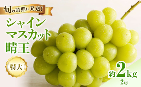 ぶどう 2026年 先行受付 シャインマスカット 晴王 秀品 特大 約2kg 2房 岡山