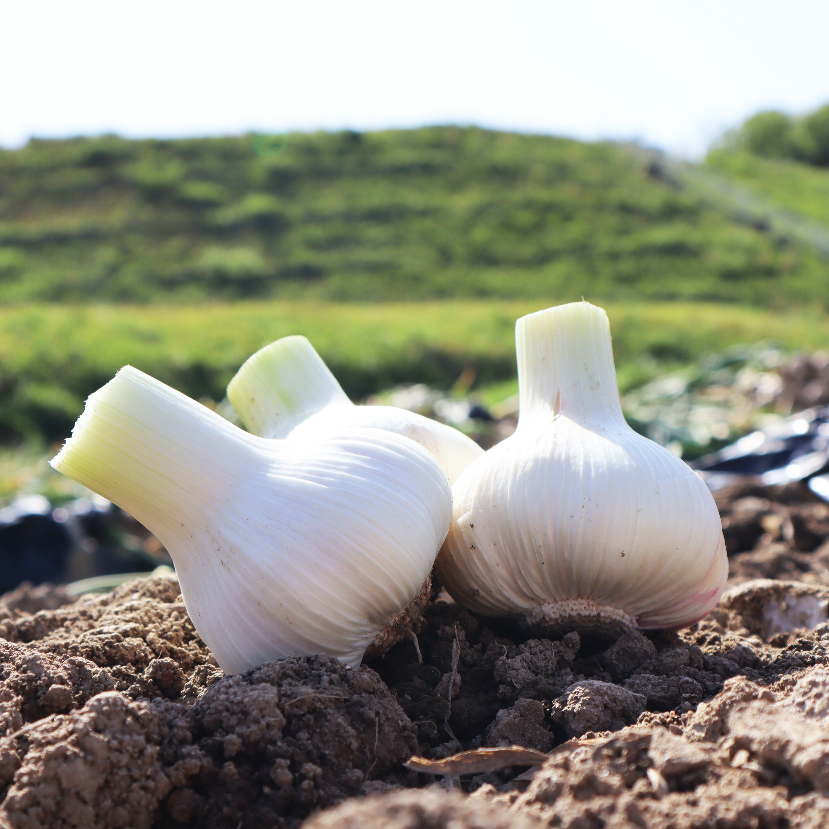 【ふるさと納税】 にんにく 白川農場の国産生にんにく 1kg 先行予約 [ 香川県産 新鮮 にんにく 国産 にんにく1kg 健康 食材 人気 スーパーフード 料理 薬味 お取り寄せ スタミナ 栄養満点 無添加 安心安全 送料無料 香川県 三豊市 返礼品 10000 10,000円 台 白川農場 ]