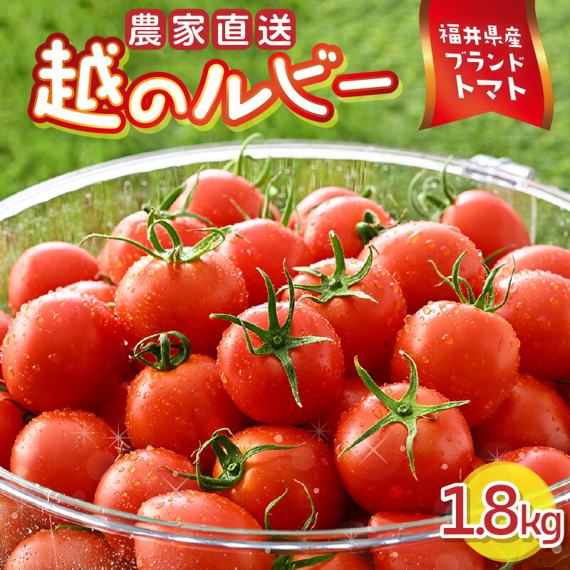 【ふるさと納税】越のルビー 農家直送 フルーツトマト 1.8kg 福井県産ブランドトマト 【とまと トマト ミディトマト 野菜 生野菜 美容 健康 新鮮 産地直送 贈答 ギフト 国産】