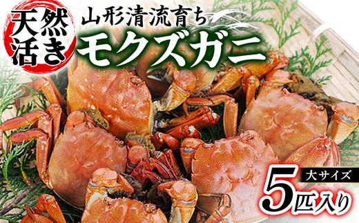 
                  山形清流育ち 天然活きモクズガニ（大サイズ 5匹入り）  かに 海の幸 カニ 蟹 ガニ 魚介 海産物 海鮮 食品 山形県 FSY-0872
                