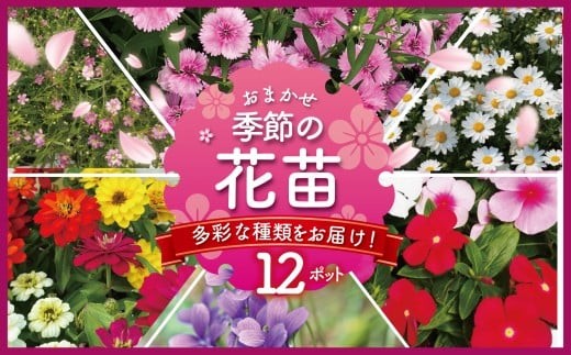 
                  季節 の 花苗 おまかせ 12 ポット 花 生産農場 直送 寄せ植え ガーデニング 緑 はな hana ダールベルグデージー カスミソウ かすみ草 トレニア なでしこ ナデシコ すみれ スミレ ノースポール ガザニア ストック 葉ボタンプラチナケール 10000円 食べ物以外 苗 植物 渡辺花園 神奈川 湘南 藤沢
                