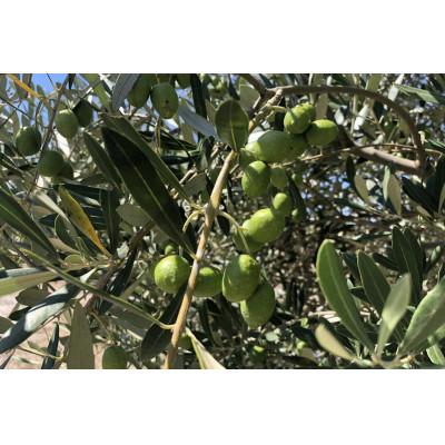 ふるさと納税 坂出市 【namiliva】香川県産オリーブ酢 Olive VINEGAR 150ml ×2本 |  | 02