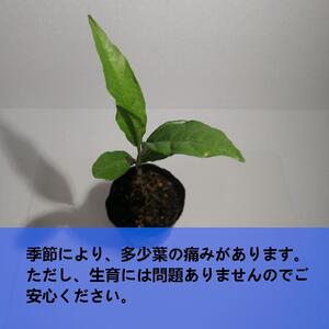 アダンソニア ディギタータ　Adansonia digitata_栃木県大田原市生産品_Bear‘s palm