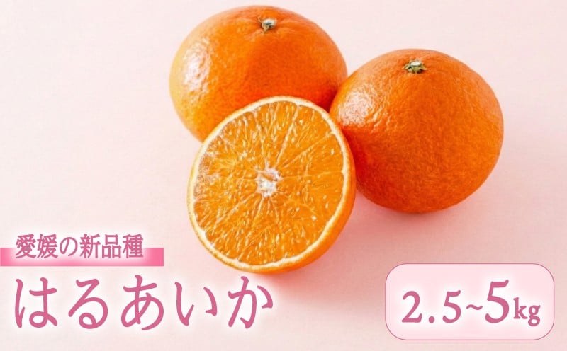 
                  【3月上旬頃順次発送】　愛媛県産 はるあいか 2.5kg 5.0kg <M~4Lサイズ> ｜ 紅プリンセス と同品種 紅まどんな と 甘平 の交配種 愛媛果試第48号 愛果48号 はるあいか みかん 国産 フルーツ 果物 くだもの お取り寄せ 産地直送 数量限定 人気 おすすめ 愛媛県 松山市 送料無料 フジ・アグリフーズ
                