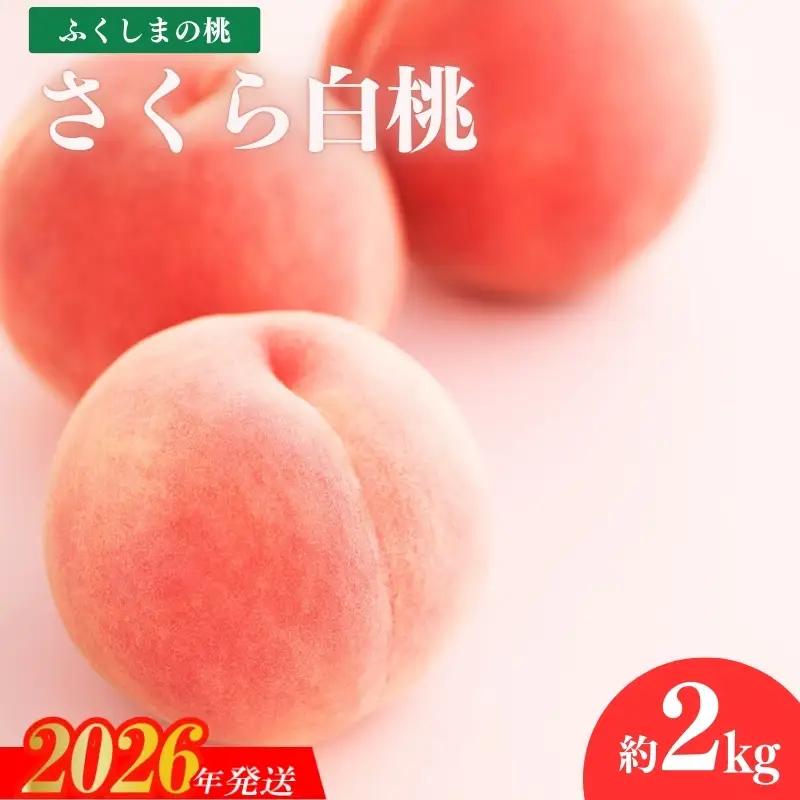 No.1517福島のもも「さくら白桃」約2kg【2026年発送 先行予約】