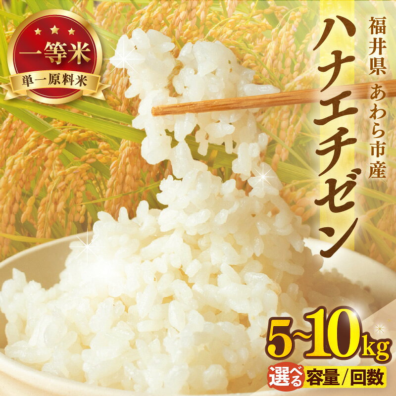 【ふるさと納税】【先行予約】【令和8年産 一等米】ハナエチゼン 精米 5kg 10kg 単一原料米【選べる容量・定期便】（長谷川農園） / 北陸 福井県産 あわら市 ブランド米 白米 お米 コメ ※2026年10月より順次発送予定