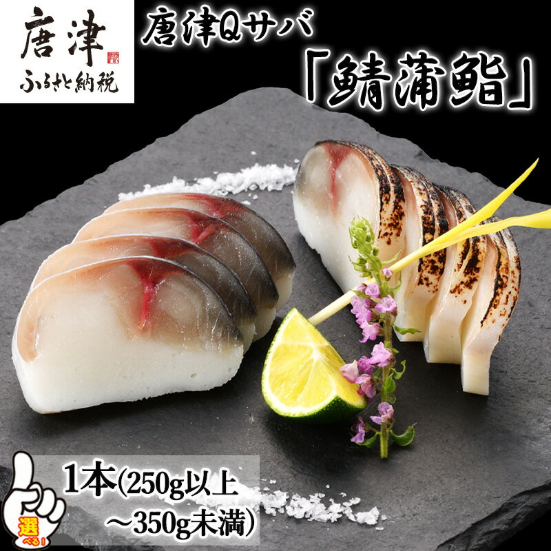 【ふるさと納税】生の新食感 唐津Qサバ「鯖蒲鮨」1本(300g以上～350g未満) さば 蒲鉾 かまぼこ おつまみ ギフト 鯖 サバ 唐津 Qサバ 鯖鮨 呼福 大志 水産 魚 海鮮 水産加工「2025年 令和7年」「お中元」ochugen
