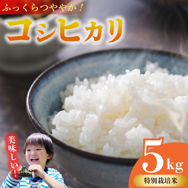 コシヒカリ 5kg お米 米 白米 こしひかり 農家直送 産地直送 山本耕業 こめ香 静岡県 牧之原市 5kg